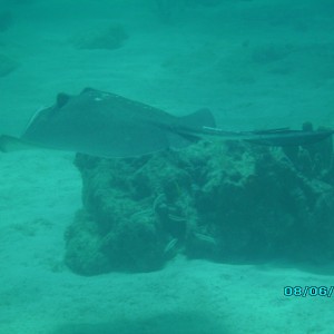 Southern sting ray II