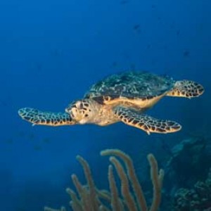 Friendly hawksbill