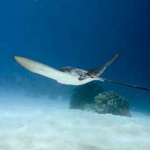 Eagle ray