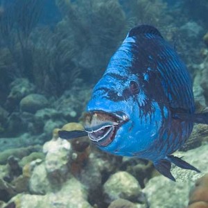 Midnight parrot fish