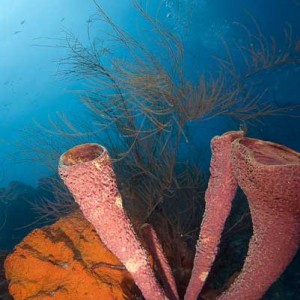 Stovepipe sponge and black coral