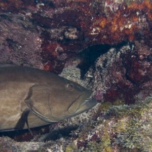 Grouper