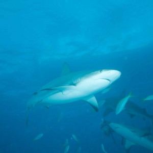 The beginning of an Andros shark dive