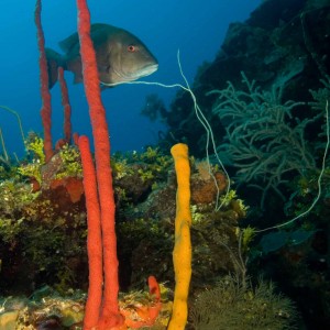 Mutton snapper sneaking into the shot