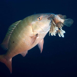 Mutton snapper eating lionfish