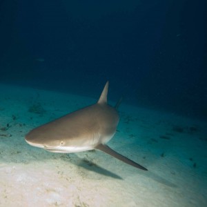 Sharks are curious