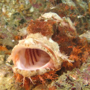 Open-mouthed Scorpionfish