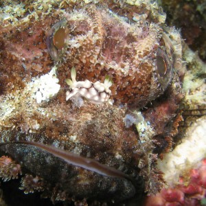 Nudibranch on Scorpionfish