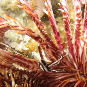 Squat Lobster in Feather Star