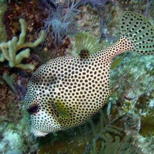 Spotted_Trunkfish
