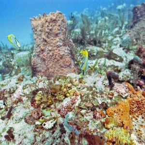 Just some reef