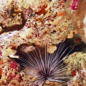 Long Spined Urchin