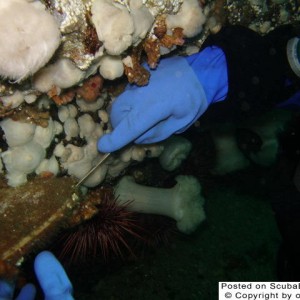 Harvesting Scallops