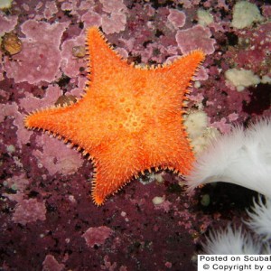 Orange Starfish on a purple field