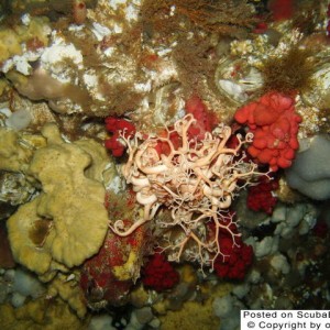 Basket Starfish with Red Irish Lord