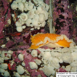 Orange Peel Nudibranch on lavender ledge