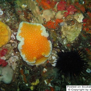 Orange Peel Nudibranch