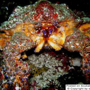 Puget Sound King Crab