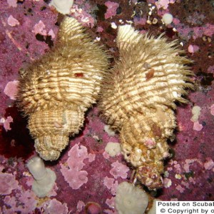 Hairy Snails with HitchHikers