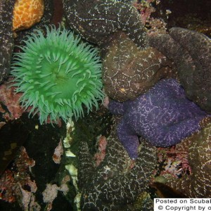 Green Anenome and starfish