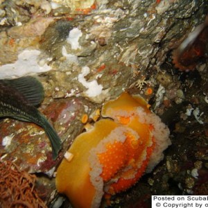 Mating Orange Peel Nudibranchs