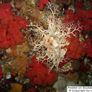 Basket Starfish