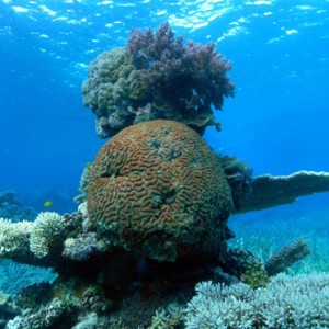 Coral scene