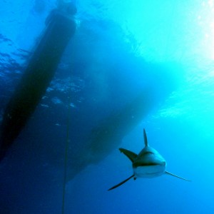 Grey shark welcomes diver