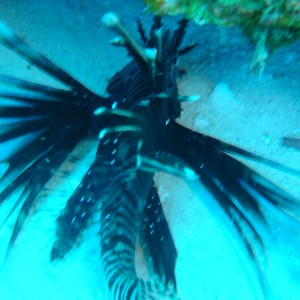 Wanted Dead or Alive! Lionfish