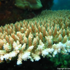 Acropra digitifera coral