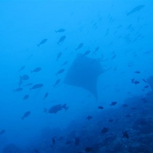 Maldives_2009_Liveaboard-25