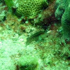 blenny9