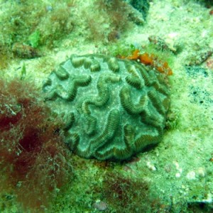 brain_coral11