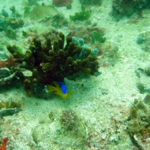 branching_coral_and_damsel