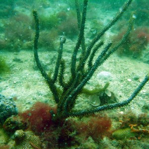 gorgonian3