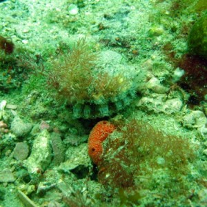 scallop1