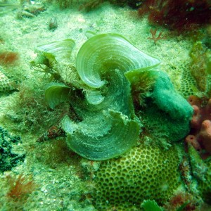 scroll_algae