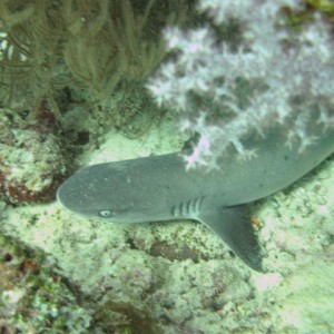 Maldives_2009_Liveaboard-282