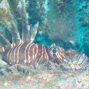 Bahamas Lionfish