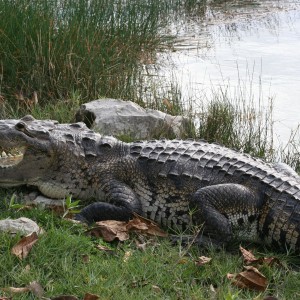 Coba Mexico Crocodile
