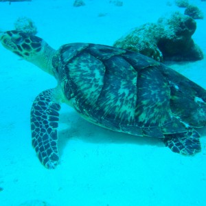 cozumel09_125