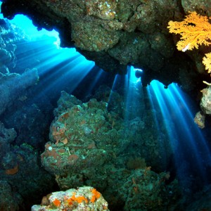 bowl reef coral cavern