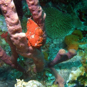 Frog Fish