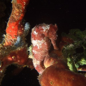 red sea horse