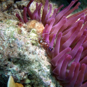 popcorn shrimp and purple sea anemone