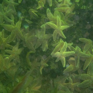 Starfish