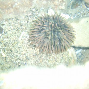 Urchin