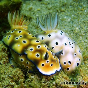 Courting Nudibranch