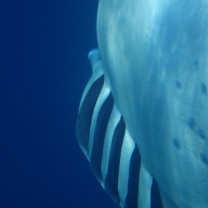 Manta