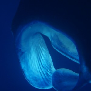 Manta